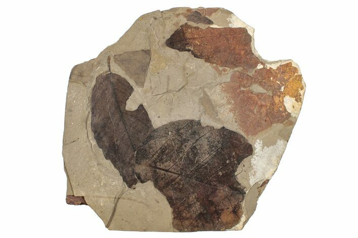 Fossil Leaf (Fagus) Plate - McAbee, BC #276327